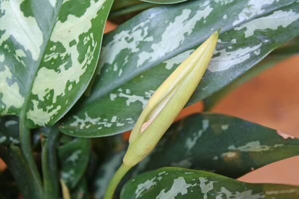 Aglaonema commutatum