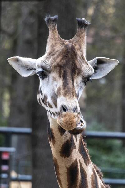 Nové bistro, víc místa pro žirafy i údolí ohrožené divočiny. Liberecká zoo chystá novinky – naseveru.net