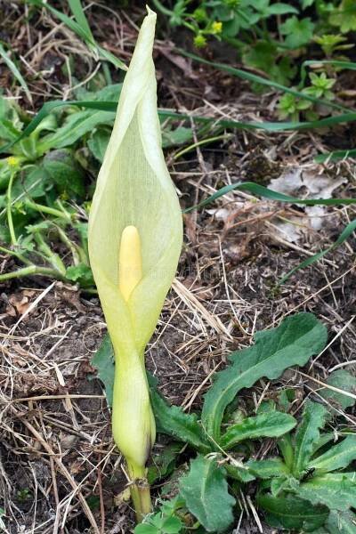 Aka snakeshead, adder's root, arum, wild arum, arum lily, lords-and-ladies, devils and angels, cows and bulls, cuckoo-pint, Adam and Eve, bobbins, naked boys, starch-root, wake robin, friar's cowl and jack in the pulpit. Naked boys stock images, royalty-free photos and pictures