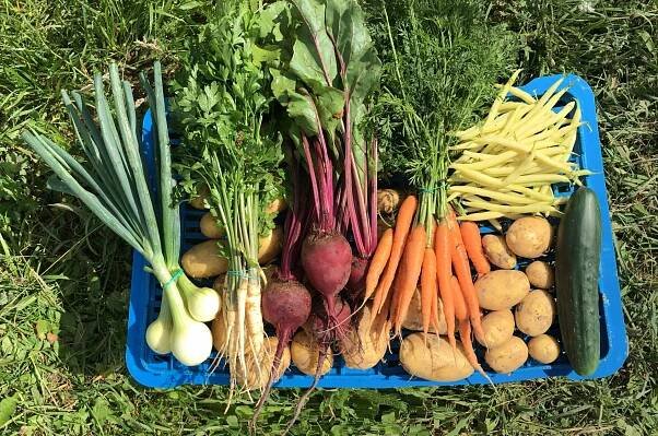 Ukázka produktů z řad ovoce a zeleniny na prodejně Odtadyma na Vsetíně.