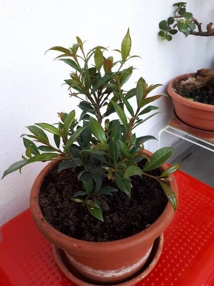 Pokojovky: Martej myrtolistá- Eugenia myrtifolia