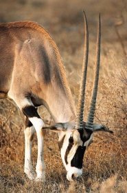 Pouštní antilopy: Návraty přímorožců