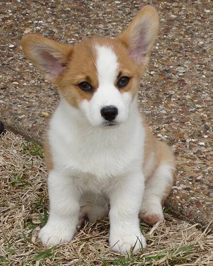 More Corgi pictures