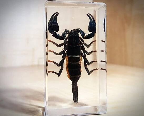 Slide 1 for Black Scorpion in Resin, Asian Forest Scorpion, Oddities, Curiosities