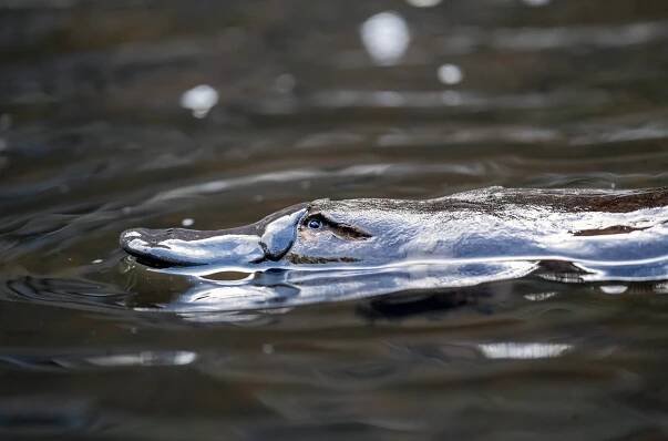 The Platypus Guardian (2023)