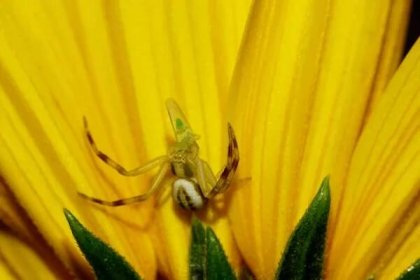 Detailní záběr mladého bílého pruhovaného žlutého pavoučího kraba poymavshigo transparentní zelená cicada na žlutém kvetoucím artyčoku — Stock obrázek