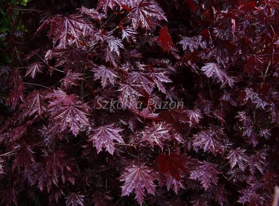 Acer platanoides (Javor mléč) 'Crimson Sentry'
