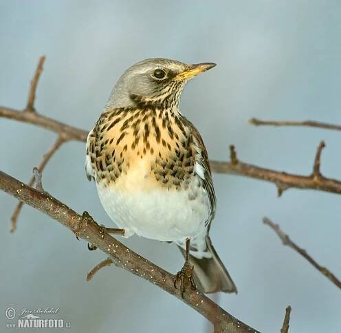 Drozd kvíčala | Naturfoto.cz
