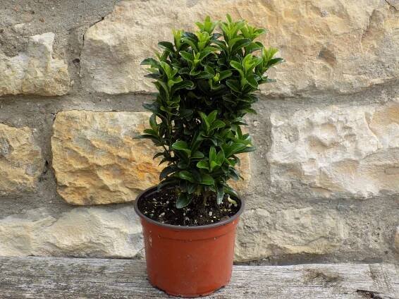 Euonymus japonicus ‘Green Spire‘