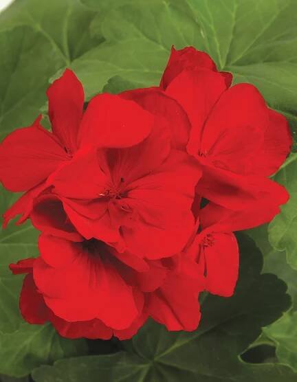 Growing Geraniums: Plant Care & Flower Varieties | Garden Design