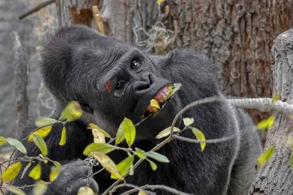 Krvavý šrám na obočí! Gorilák Kisumu ze Zoo Praha se zranil, co se stalo?