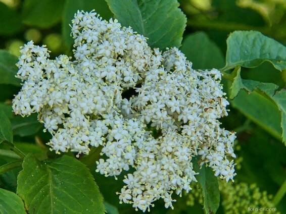 Bez černý (Sambucus nigra)