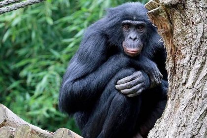 Bonobo: Im Zoo Leipzig hautnah erleben