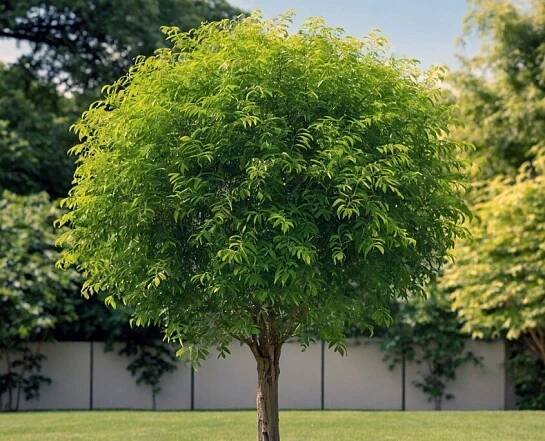 Kugel-Robinie (Robinia pseudoacacia ‚Umbraculifera‘)