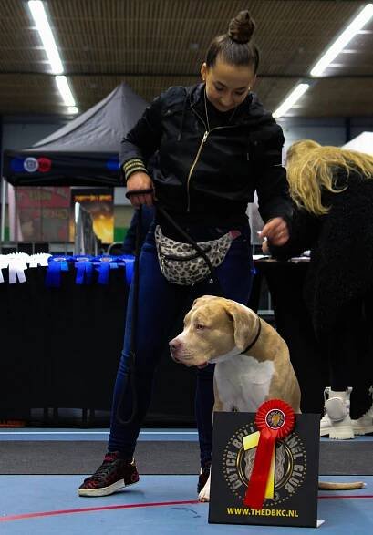 Show 20-11-2022 / Foto's | DBKC - Dutch Bully Kennel Club
