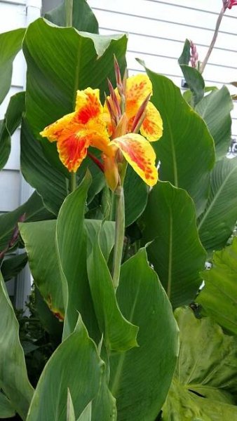 Colorful Flower in a Green Garden
