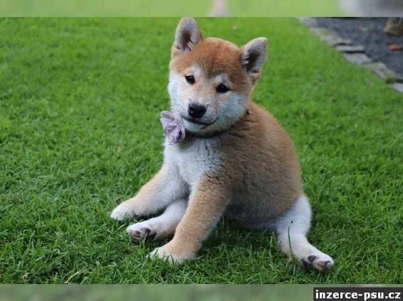 Shiba inu s PP holčička