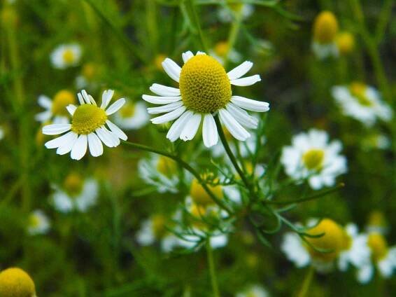 AromaBotanika
