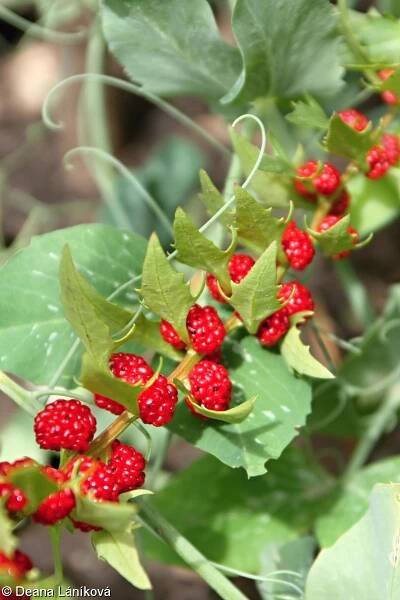 Chenopodium foliosum – merlík listnatý