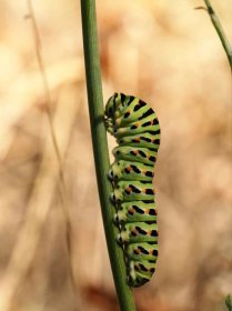 Otakárek fenyklový – Papilio machaon – fotogalerie – Motýli a Krajina nejen Brněnska
