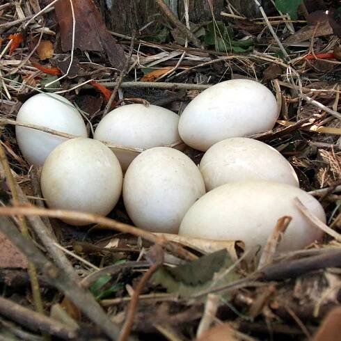 How and How Long to Cook Duck Eggs
