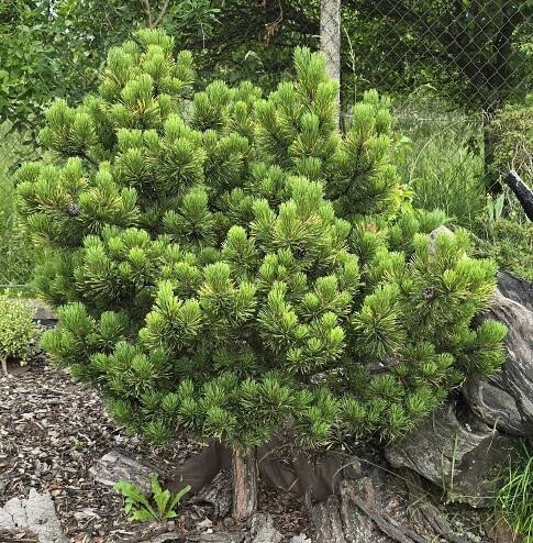 Borovice - Pinus