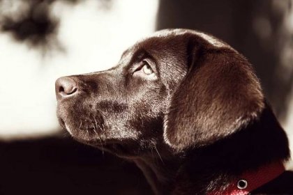 Chocolate Labrador puppy looking to the side.