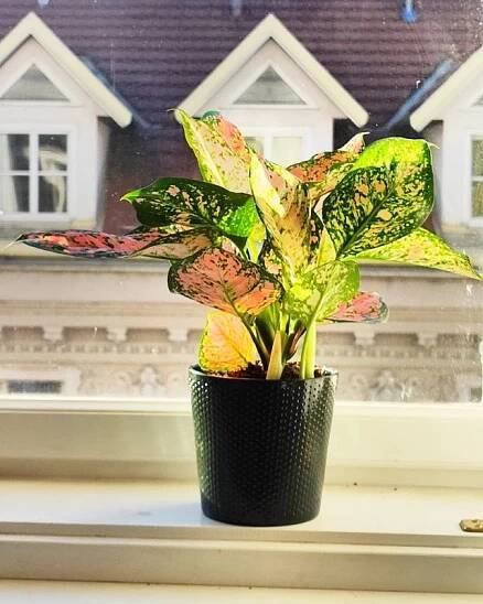 Aglaonema commutatum Schott