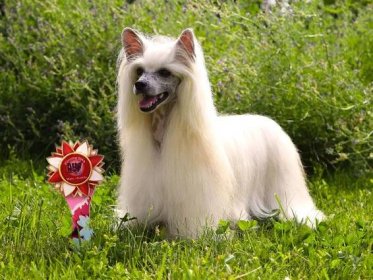 Kennel Freuhartang – Chinese crested dog kennel