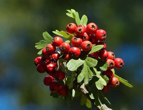 Crataegus: Kompletní průvodce péčí, druhy, vlastnostmi a využitím v zahradě