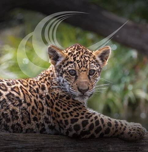San Diego Zoo Wildlife Alliance Journal July 2023 by San Diego Zoo Wildlife Alliance - Issuu