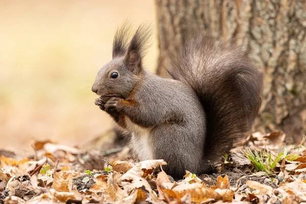 Veverka obecná (Sciurus vulgaris) | Malá akrobatka českých lesů