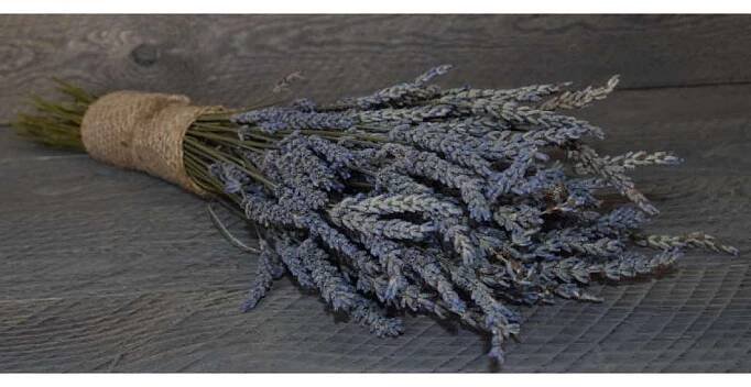 Dried Lavender Bunch - Grosso (French)