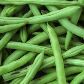Fazole keříčková Odeon – semena fazolí – Phaseolus vulgaris