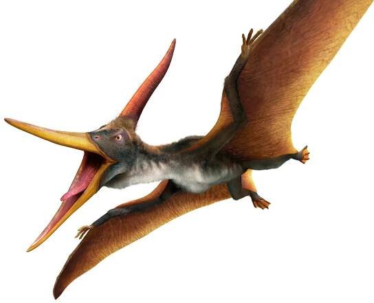 10 Pteranodon Facts For Kids
