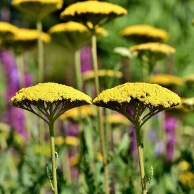 Semena řebříčku – Řebříček tužebníkový Parkers žlutý