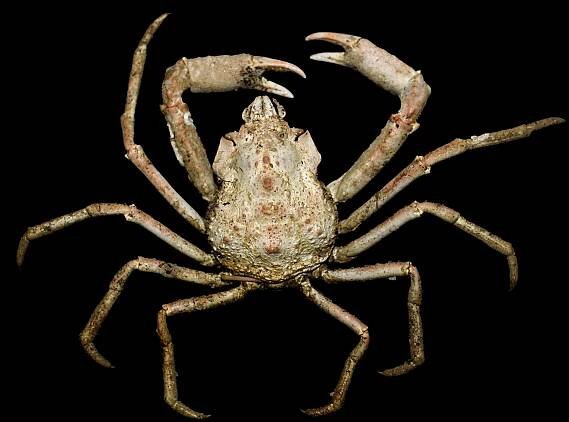 Hyas (crab)