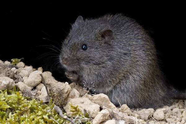 Australian swamp rat
