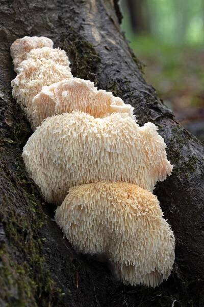 ježatec různozubý – Hericium cirrhatum, Buchlovicko - foto: Milan Němčický