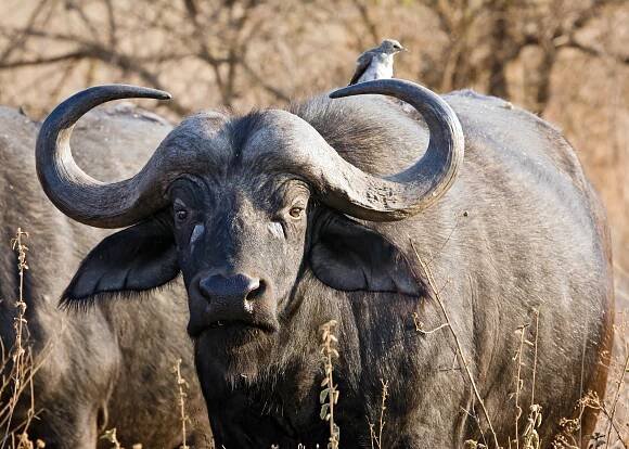 Buvol africký