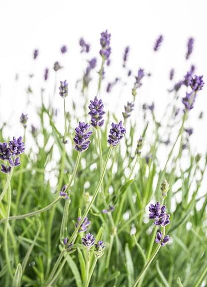 Levandule lekařská, Lavandula angustifolia Hidcote, skladem | ZAZUMi.cz