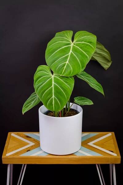 Philodendron gloriosum "Zebra" XXL
