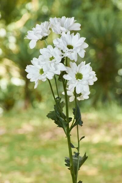POMPON PREMIUM - Flores Silvestres