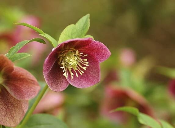 Hellebore Care - How To Grow Hellebores
