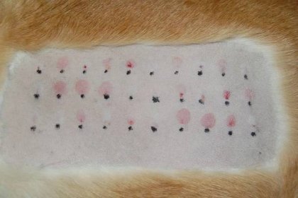 Kožní alergický test u zvířat – Vetnem – Veterinární klinika a nemocnice