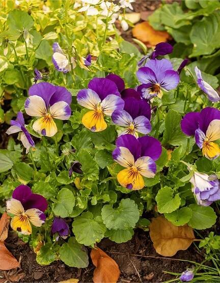 Viola 1