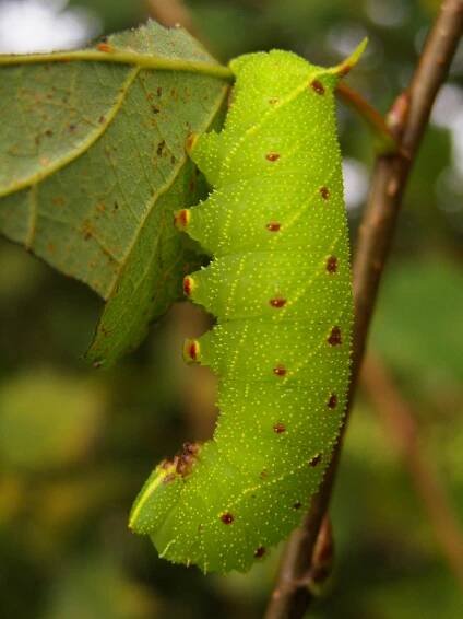 Obrázek - Laothoe populi (lišaj topolový) | BioLib.cz