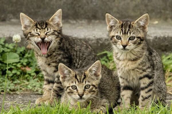 Home - ACC&D - Alliance for Contraception in Cats & Dogs
