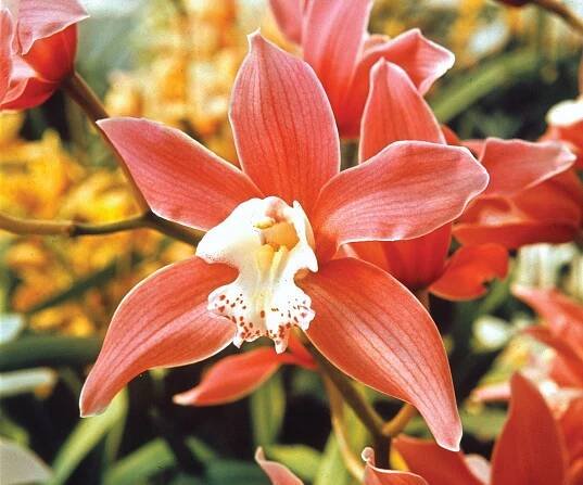 Cymbidium | Orchid Care, Growing Tips & Varieties | Britannica