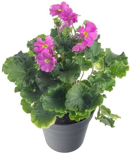 Prvosenka číškovitá, Primula obconica, tmavě růžová skladem | ZAZUMi.cz